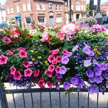 Town Rangers Flower Baskets