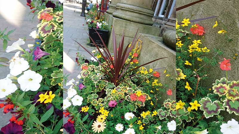 Britain In Bloom Flower display